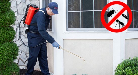 Pazar Böcek İlaçlama böcek ilaçlama ve haşere kontrolü — ilaclama-tr.com